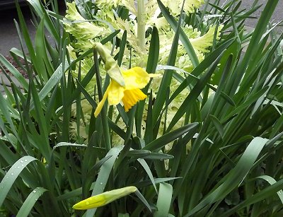 A planter in downtown Auburn, Washington.