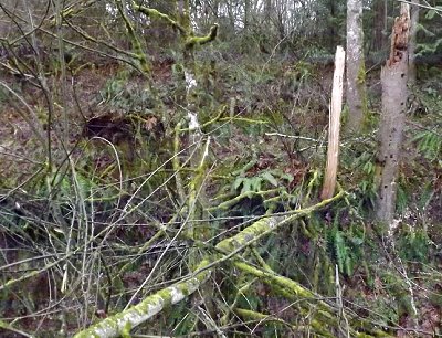 Winter tree damage in the hills around Auburn, Washington.