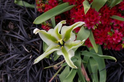 A green striped tulip in Edmonds, Washington seen on the Edmonds waterfront.