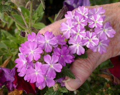 Lovely flowers outside the Budd Bay Cafe in Olympia, Washington.