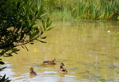 Ducks in a pond at the Waterworks Gardens in Renton, Washington.