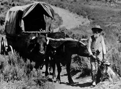 Ezra Meeker with his oxen Dave and Dandy.